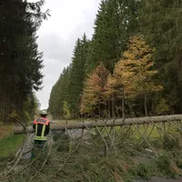 baum_2110.jpeg